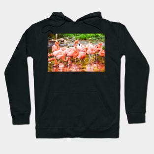 Greater Flamingos on the Water Hoodie